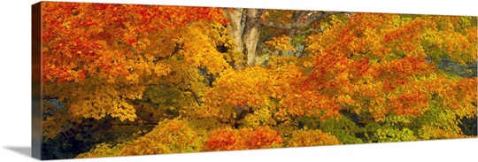 Sugar maple trees in autumn, White Mountain National Forest, New Hampshire,
