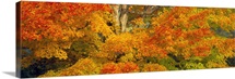 Sugar maple trees in autumn, White Mountain National Forest, New Hampshire,