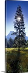 Sun behind pine tree, Half Dome, Yosemite Valley, California