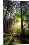 Sunbeams in dense forest, Great Smoky Mountains National Park, Tennessee