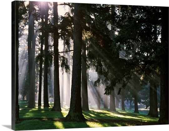 Sunbeams through misty trees, Oregon, united states, 