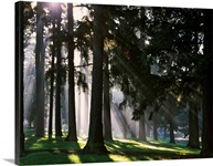 Sunbeams through misty trees, Oregon, united states,