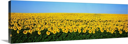 Sunflower Field ND
