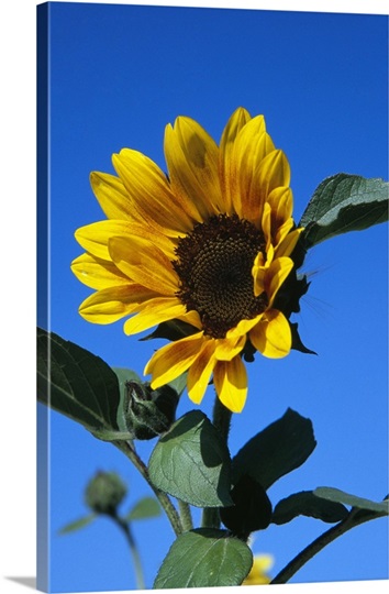 Sunflower in bloom, blue sky.