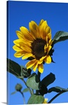 Sunflower in bloom, blue sky.