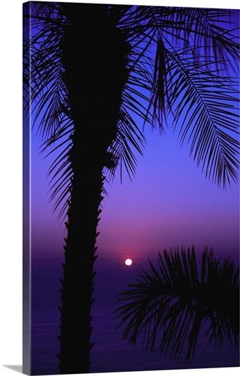 Sunset over pacific ocean, silhouetted palm trees, Costa Rica.
