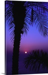 Sunset over pacific ocean, silhouetted palm trees, Costa Rica.