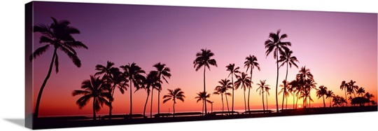 Sunset Palm Trees Oahu Island HI