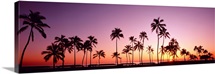 Sunset Palm Trees Oahu Island HI