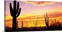 Sunset Saguaro Cactus Saguaro National Park AZ