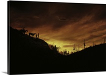 Sunset Sonoran Desert Tuscon AZ