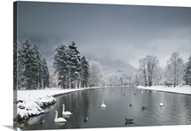 Swans floating on a lake, Chateau de Vizille, Vizille, France