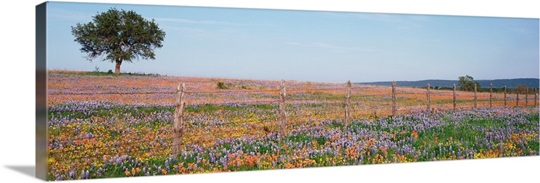 Texas Bluebonnets and Indian Paintbrushes in a field, Texas Hill Country, Texas
