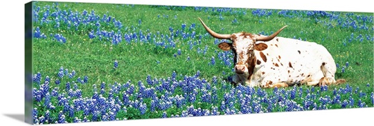 Texas Longhorn cow sitting on a field, Hill County, Texas