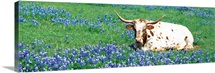 Texas Longhorn cow sitting on a field, Hill County, Texas