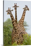Three Masai giraffe standing in a forest, Lake Manyara, Lake Manyara National Park, Tanzania (Giraffa camelopardalis tippelskirchi)