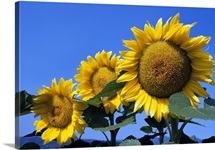 Three sunflower blossoms in a row, pale blue sky.