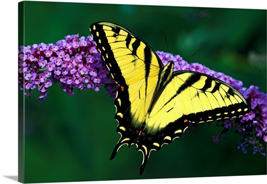Tiger Swallowtail Butterfly On Blooming Purple Flower