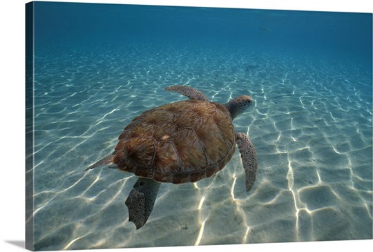 Tortoise w/Marine View