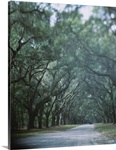 Trees along a road, Savannah, Georgia