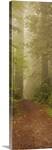 Trees in a forest, Redwood National park, California