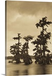 Trees in a swamp, Lake Martin, Lafayette, Lafayette Parish, Louisiana