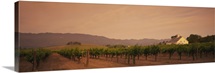 Trees in a vineyards, Napa Valley, California