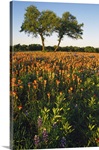 Trees In Field Of Blooming Wildflowers