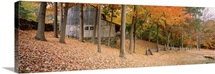 Trees on a hill, Connecticut