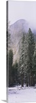 Trees on a snow covered landscape, El Capitan, Californian Sierra Nevada, Yosemite National Park, Mariposa County, California