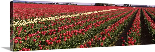 Tulips WA