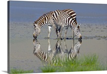 Two zebras drinking water from a lake, Ngorongoro Conservation Area, Arusha Region, Tanzania (Equus burchelli chapmani)