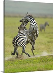 Two zebras fighting in a field, Ngorongoro Conservation Area, Arusha Region, Tanzania (Equus burchelli chapmani)