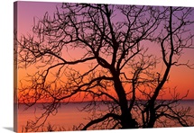 View of ocean through silhouetted tree branches, dawn, Maryland