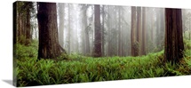 Vine Maple (Acer circinatum) trees in a forest, Mt Hood, Oregon