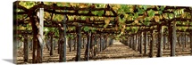Vineyard CA