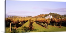 Vineyard Napa Valley CA