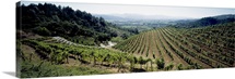 Vineyard, Newton Vineyard, St. Helena, Napa Valley, Napa County, California