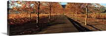 Vineyards along a road, Beaulieu Vineyard, Napa Valley, California