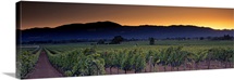 Vineyards on a landscape, Napa Valley, California
