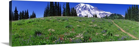 Washington, Mount Rainier, meadow