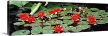 Water lilies in a pond, Sunken Garden, Olbrich Botanical Gardens, Madison, Wisconsin,