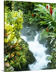 Waterfall in a forest, Tabacon, Costa Rica