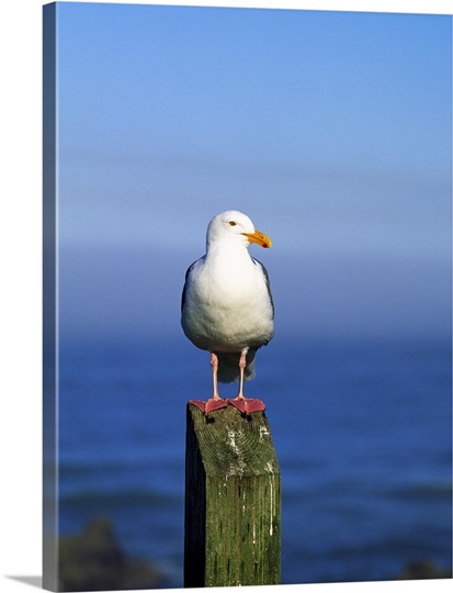 Western Gull Seabird On Post