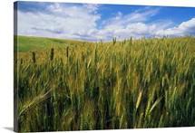 Wheat Field