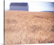 Wheat Field Barn