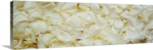 White Rose Petals