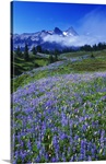 Wildflowers blooming in meadow, distant Tattoosh Mountain range in fog, Mount Rainier National Park, Washington, united states,