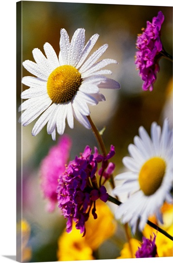 Wildflowers In Bloom