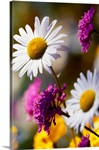 Wildflowers In Bloom